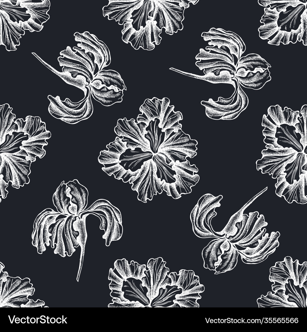 Seamless pattern with hand drawn chalk iris Vector Image