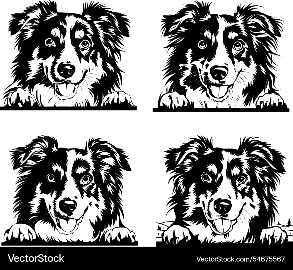 Australian Shepherd Dog Vector Images (over 1,200)