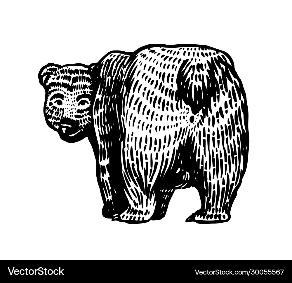Grizzly bear brown wild animal back view cute Vector Image