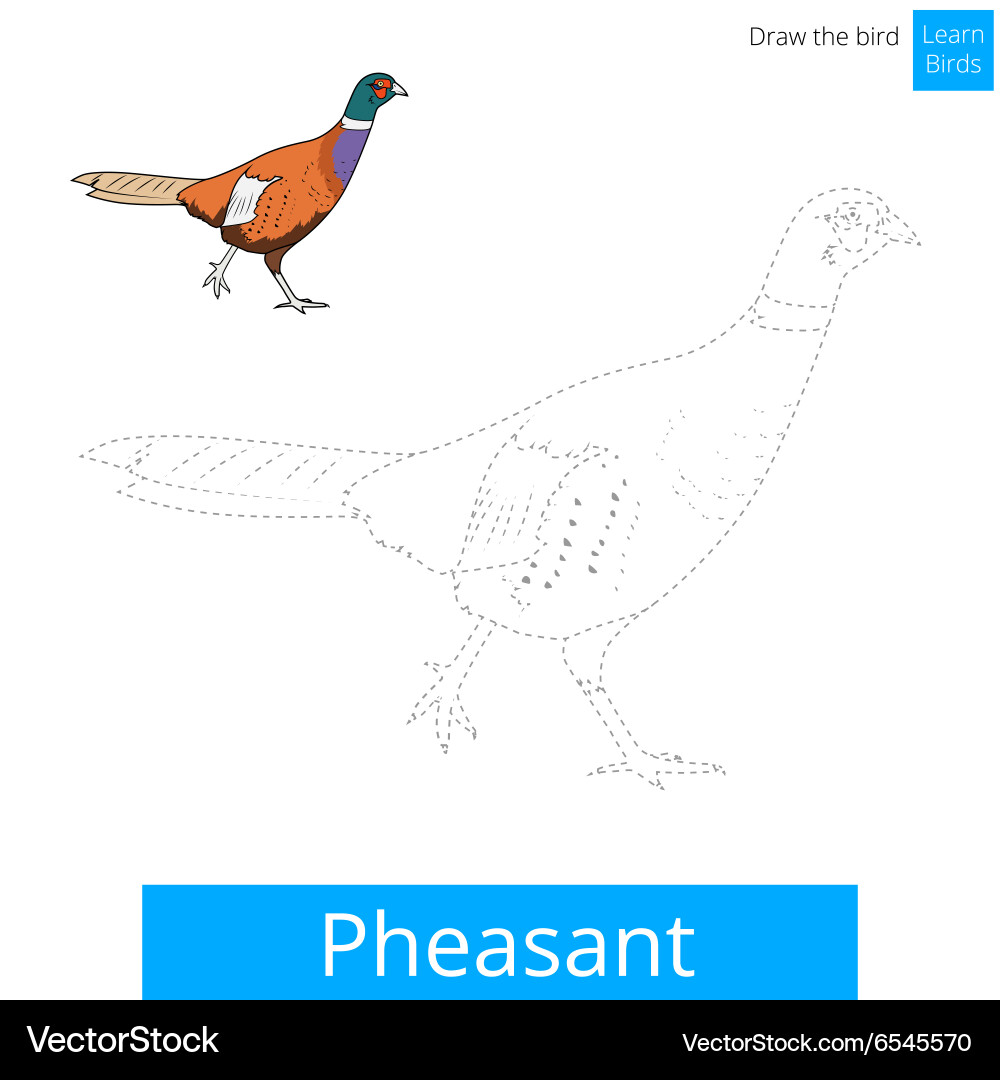 Pheasant bird learn to draw vector image