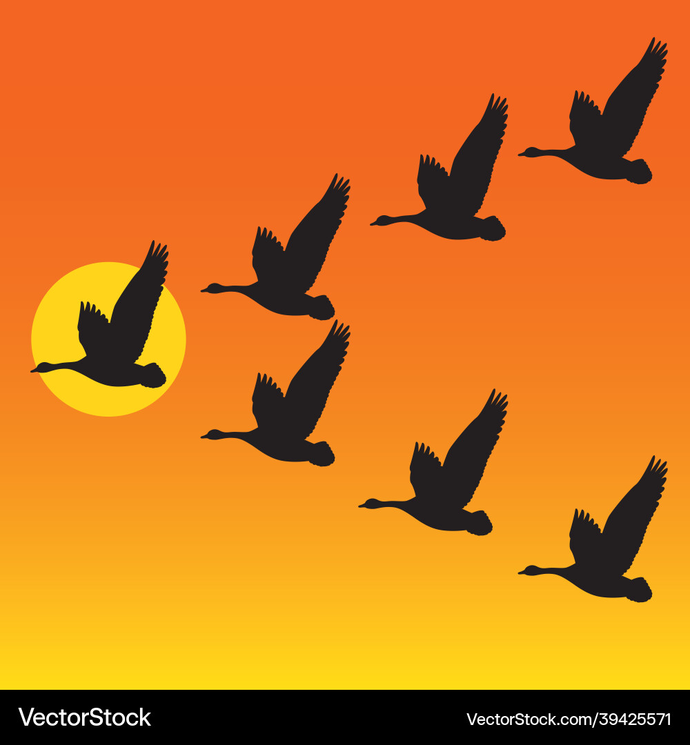 Flock of migrating geese flying in vee formation Flock of migrating geese flying in vee formation vector image
