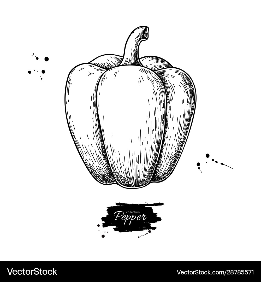 Pepper hand drawn vegetable Royalty Free Vector Image