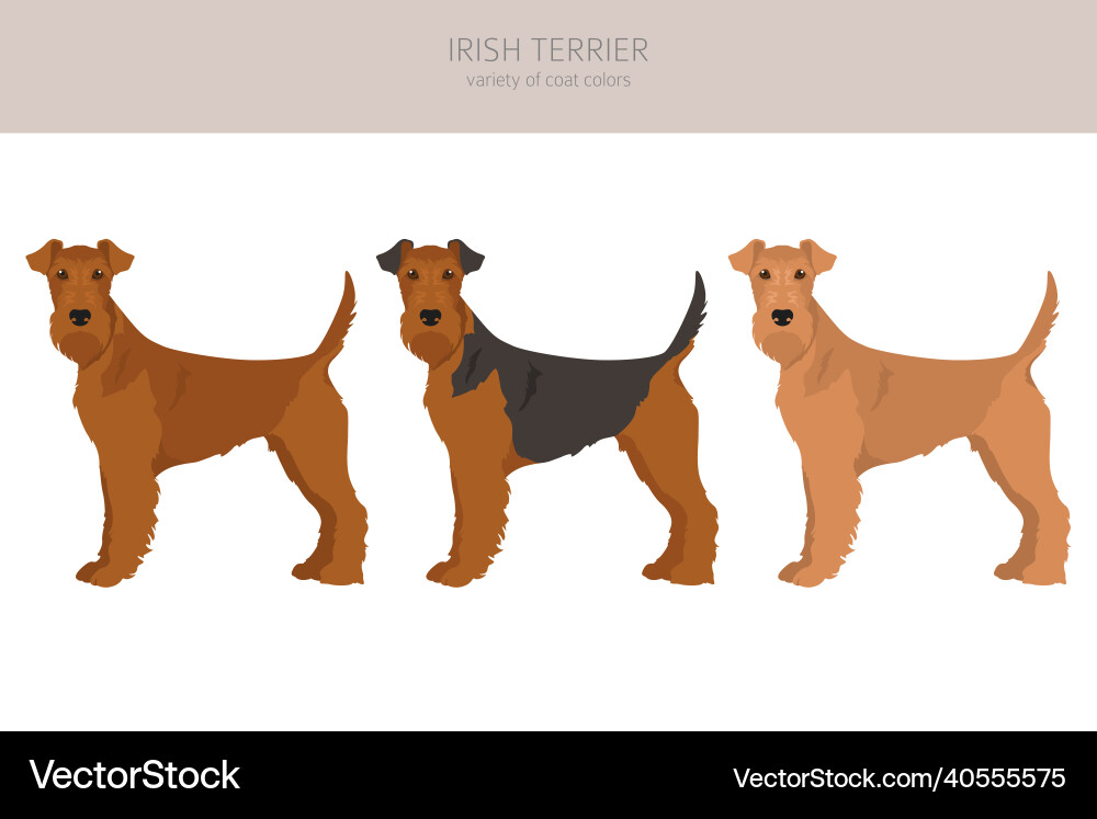 Irish terrier Vector Images & Graphics for Commercial Use