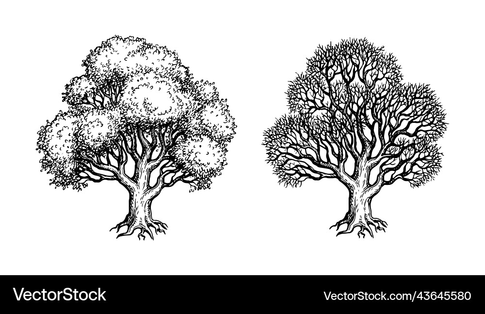 Oak trees ink sketch Royalty Free Vector Image