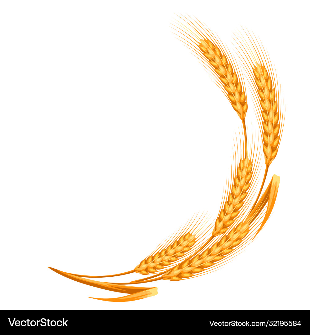 Ripe wheat ears Royalty Free Vector Image - VectorStock