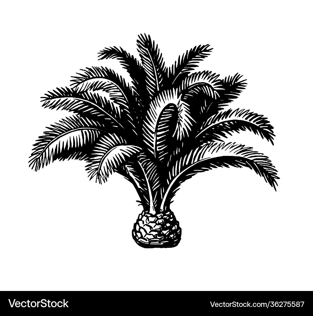 Ink sketch pygmy date palm Ink sketch pygmy date palm vector image
