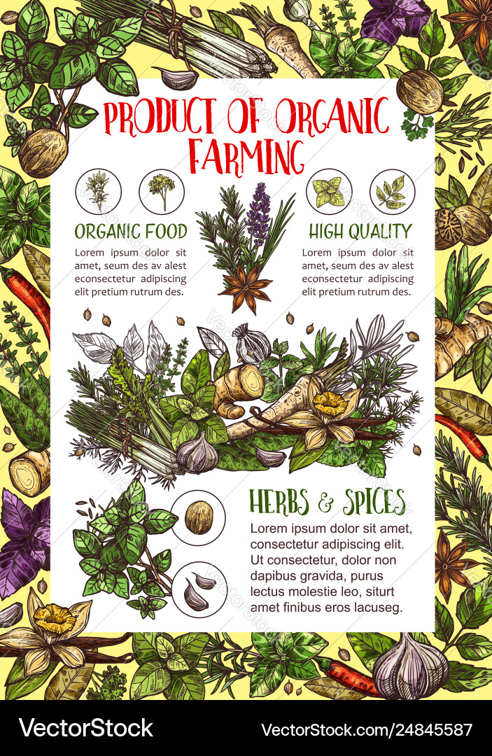 Organic spices culinary herbs seasonings Organic spices culinary herbs seasonings vector image