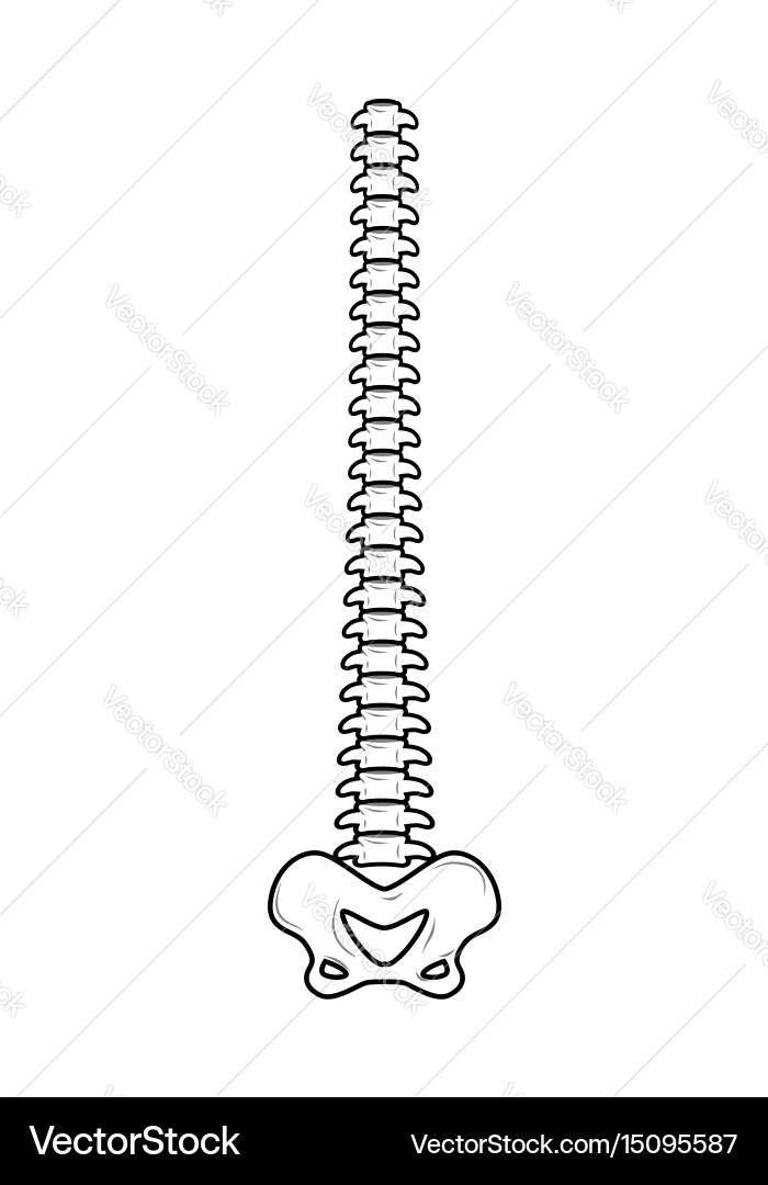 Spinal Column Anatomy - Isolated Spine Royalty Free Vector