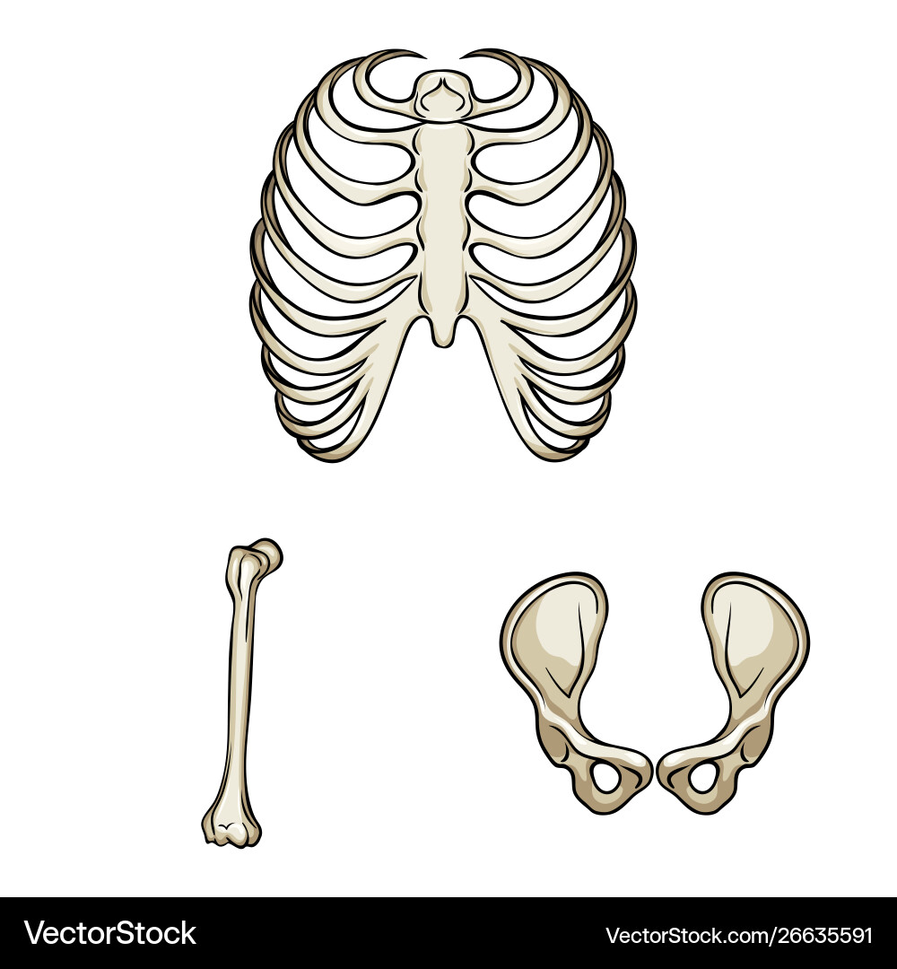 Isolated object bone and skeleton logo set Vector Image