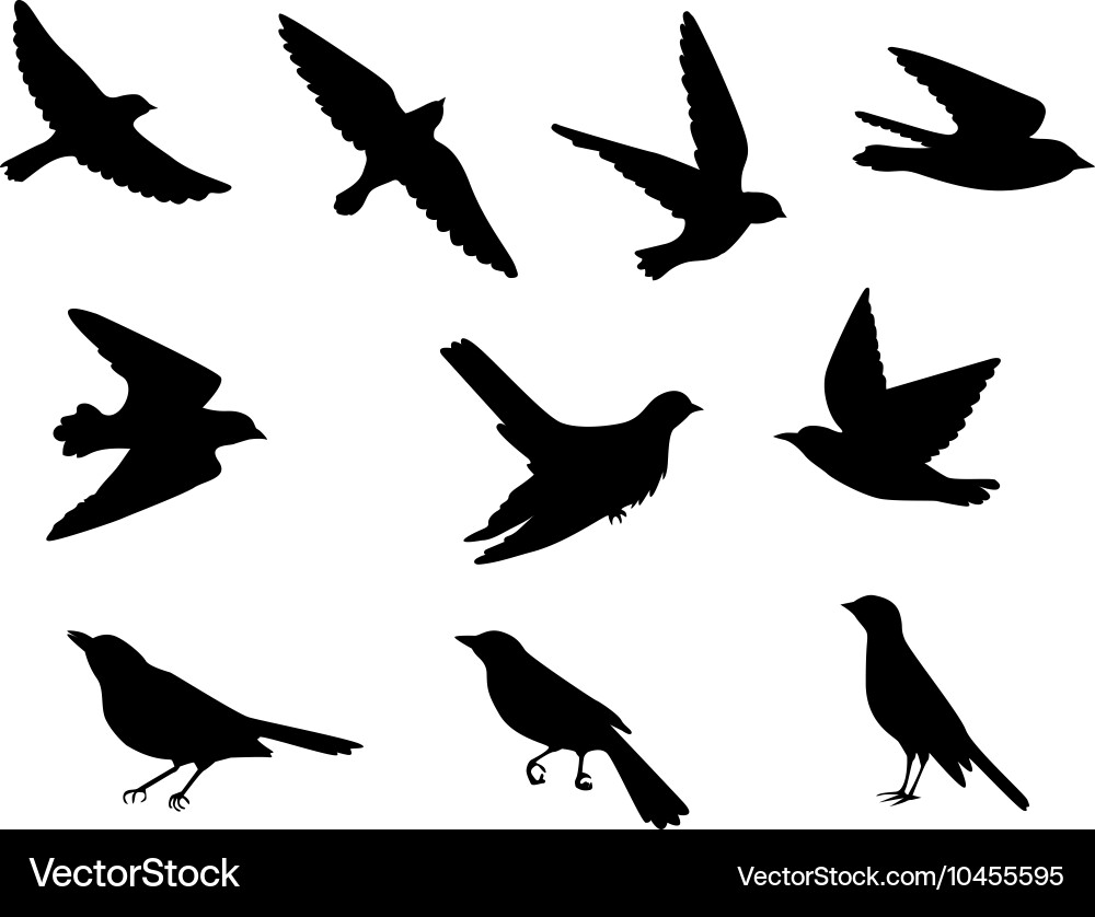 Bird Silhouettes Collection vector image