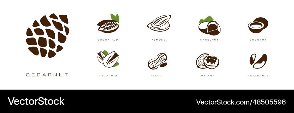 Seed and nuts brown flat icon with name Seed and nuts brown flat icon with name Vector Image