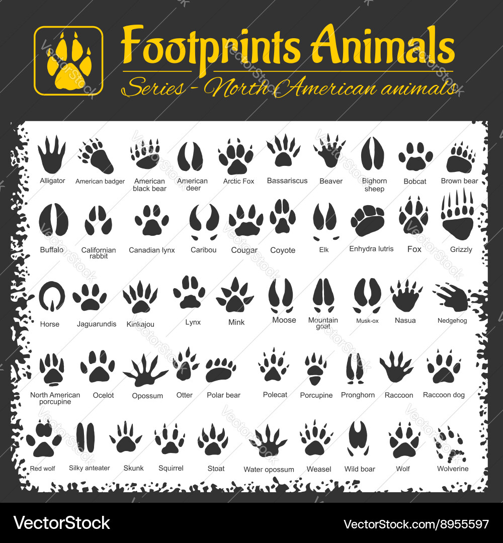 North American Animal Tracks Vector Image