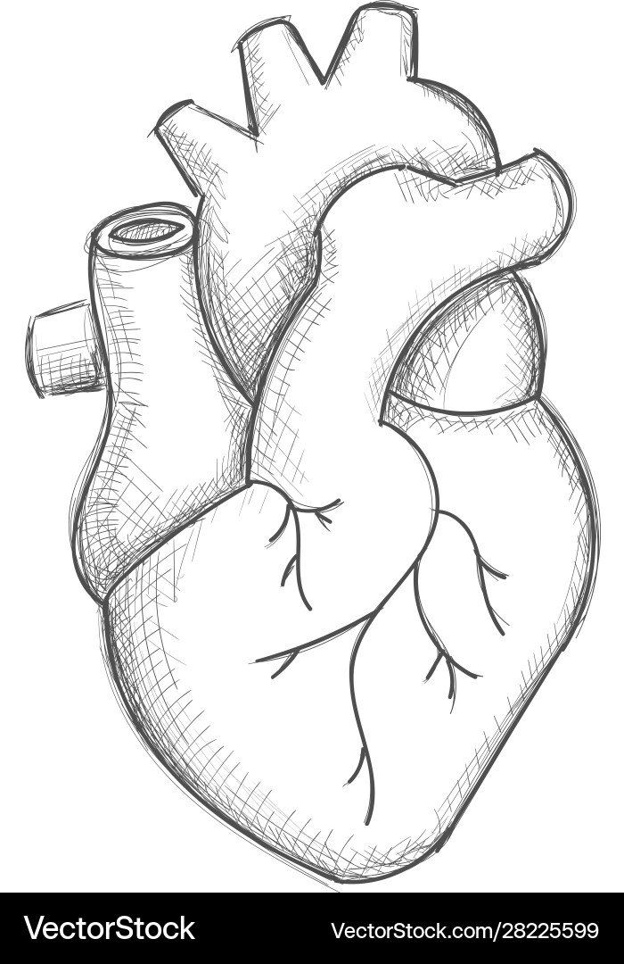 Hand draw human heart sketch vector image