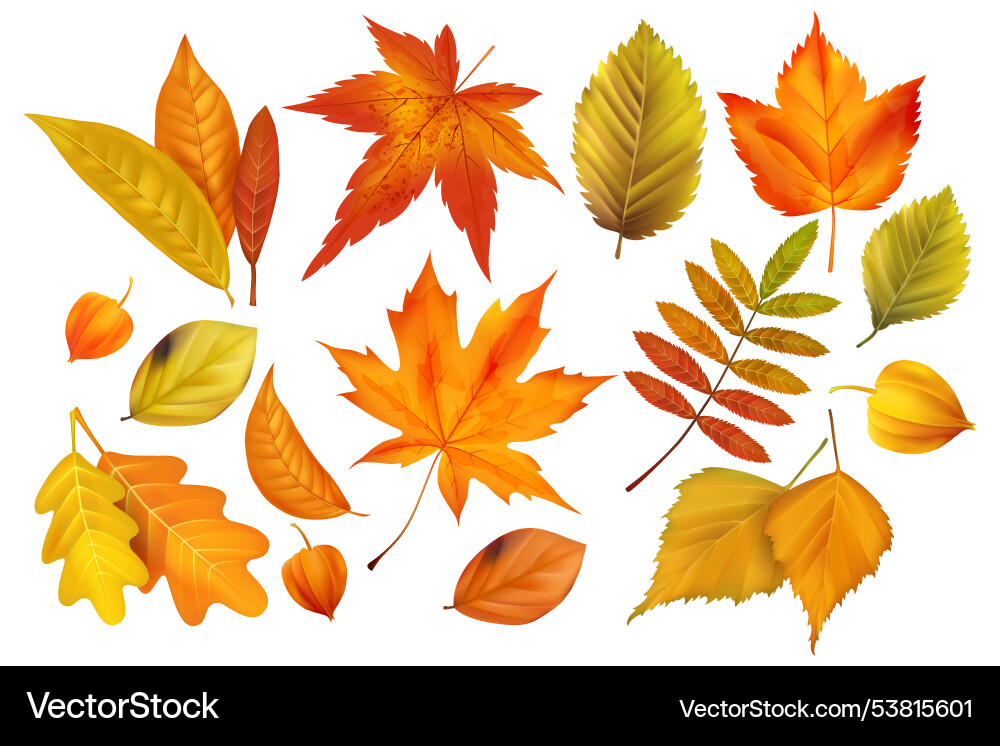 Autumn Leaf Background Vector Image