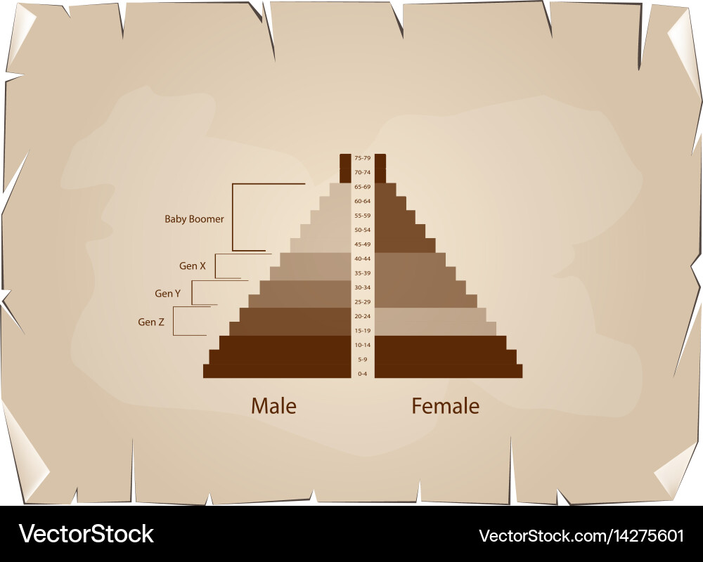 Population pyramids graphs with 4 generation Vector Image