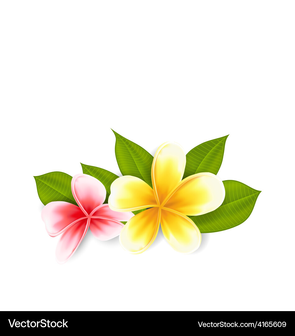 Pink and Yellow Frangipani Flowers Vector Image