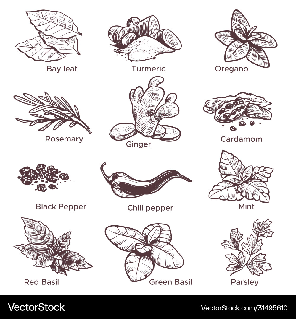 Spices and herbs hand drawn ginger chilli Spices and herbs hand drawn ginger chilli vector image