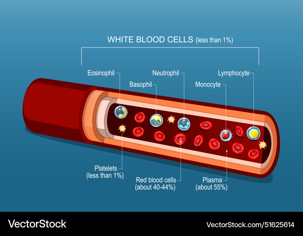 Blood components red and white cells Royalty Free Vector