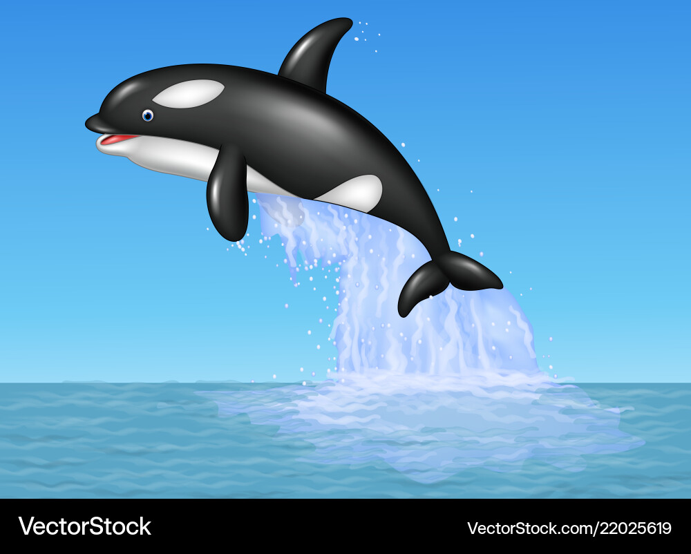 Cartoon Orca Jumping in Ocean – Royalty-Free Vector | VectorStock, image size:1000x802