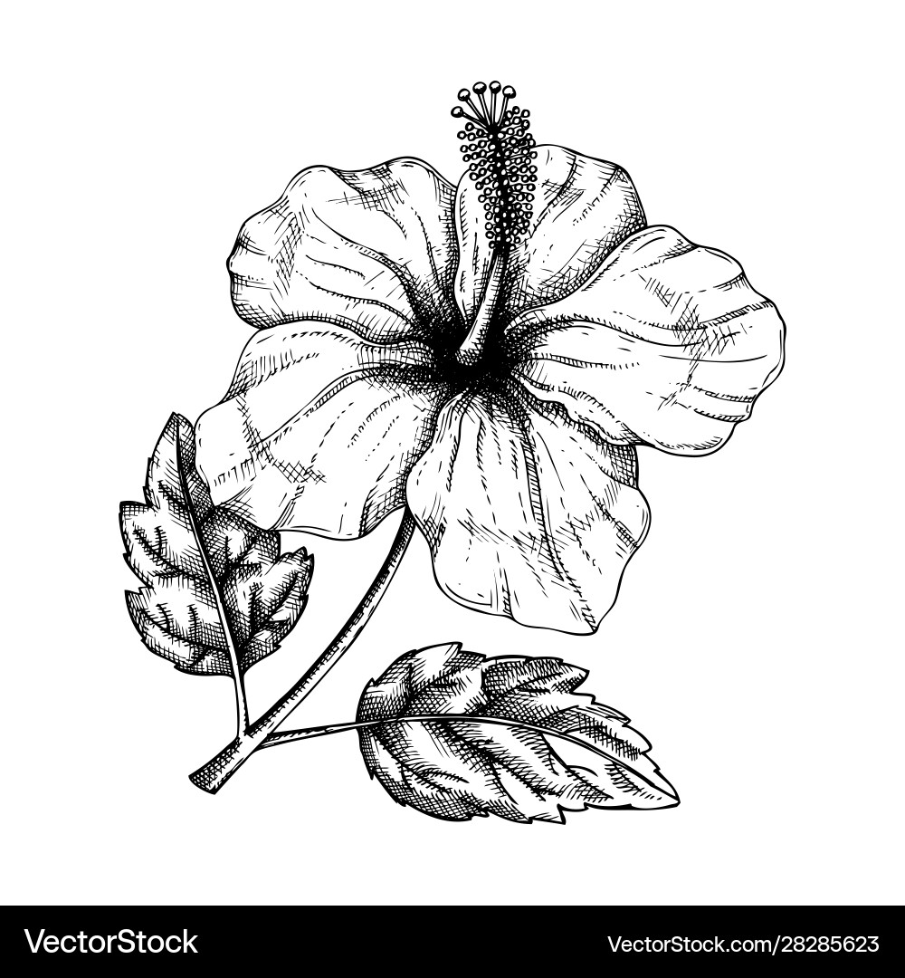 Botanische Hibiscus Blumenketch Vektorbild