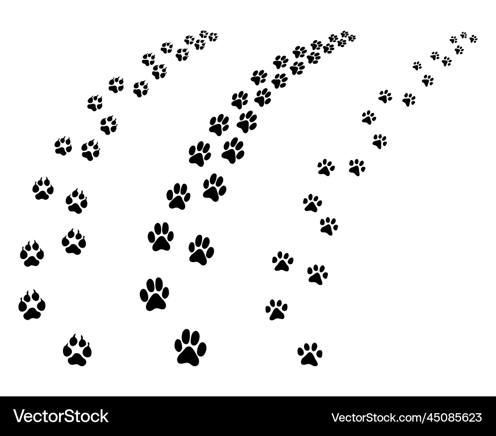 Dog Footprints on White Vector Image