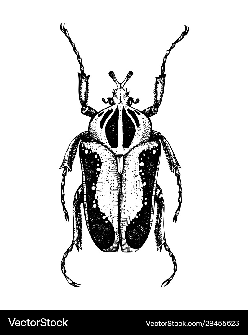Hand skizzierte Ziegenkäfer Insektensammlung Hand skizzierte Ziegenkäfer Insektensammlung vektorbild
