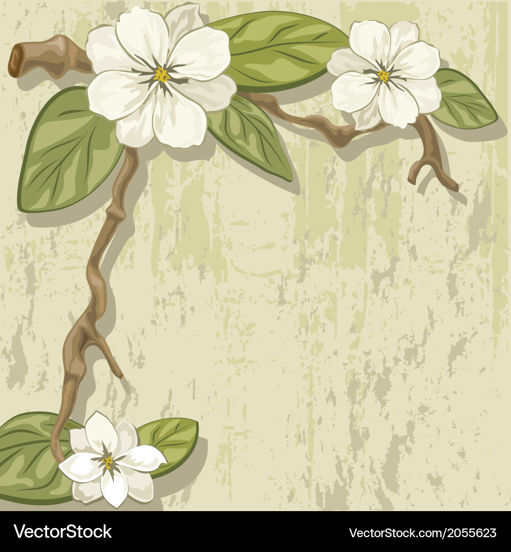 Magnolia Blossom Branch Vector Image