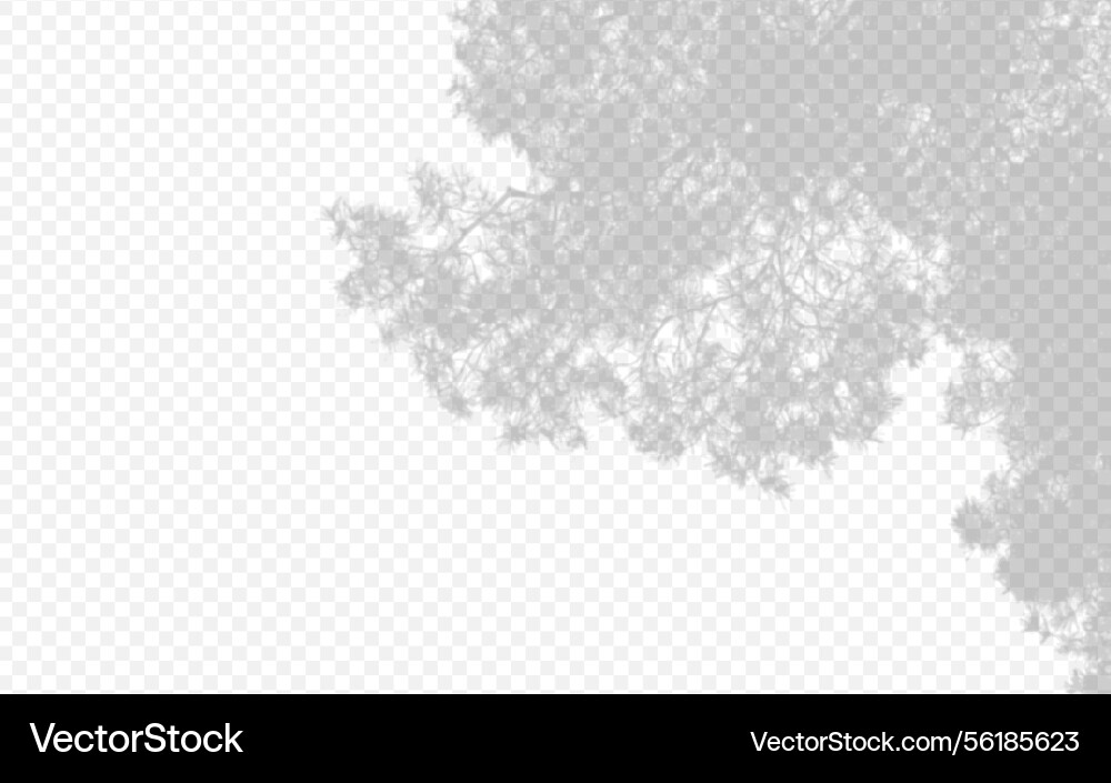 Shadow overlay from a pine tree branch isolated Shadow overlay from a pine tree branch isolated vector image