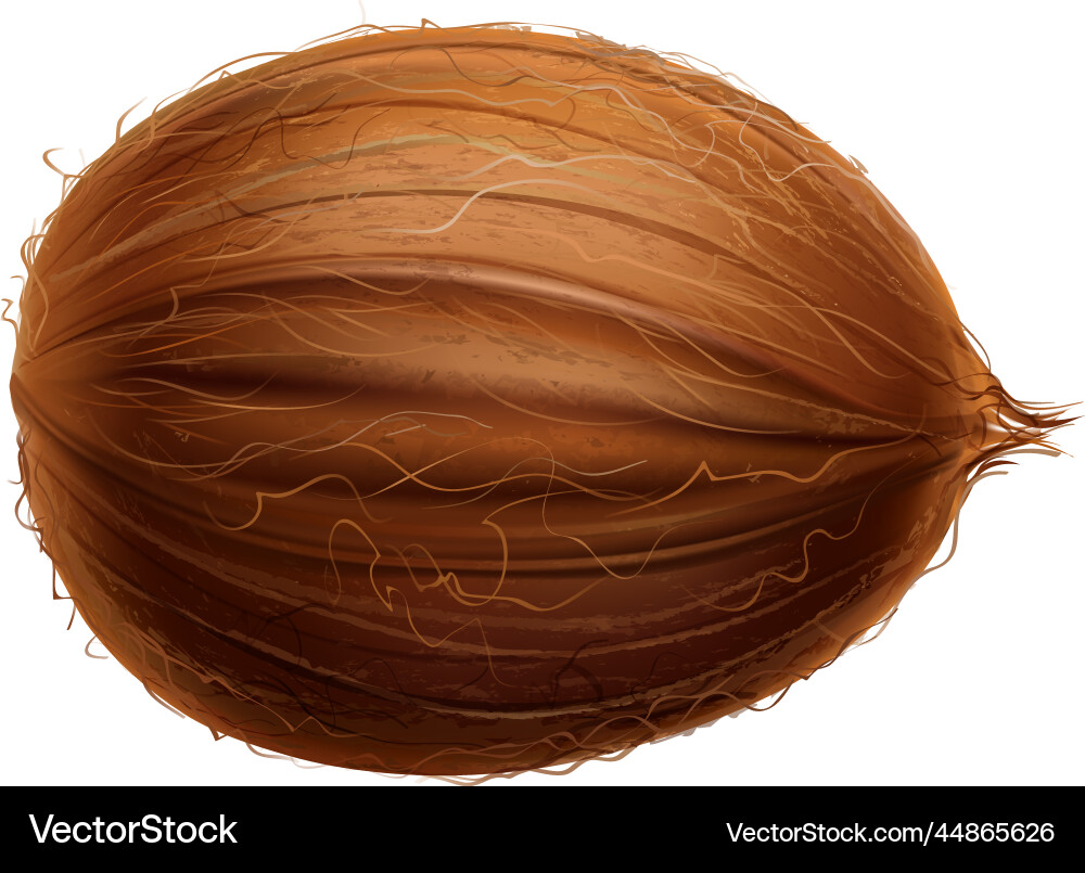 Whole coconut realistic composition Whole coconut realistic composition vector image