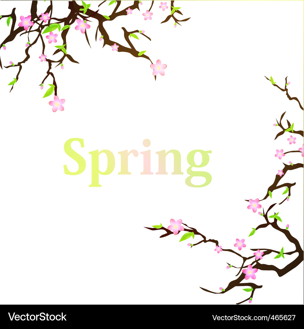 Cherry Blossom Spring vector image