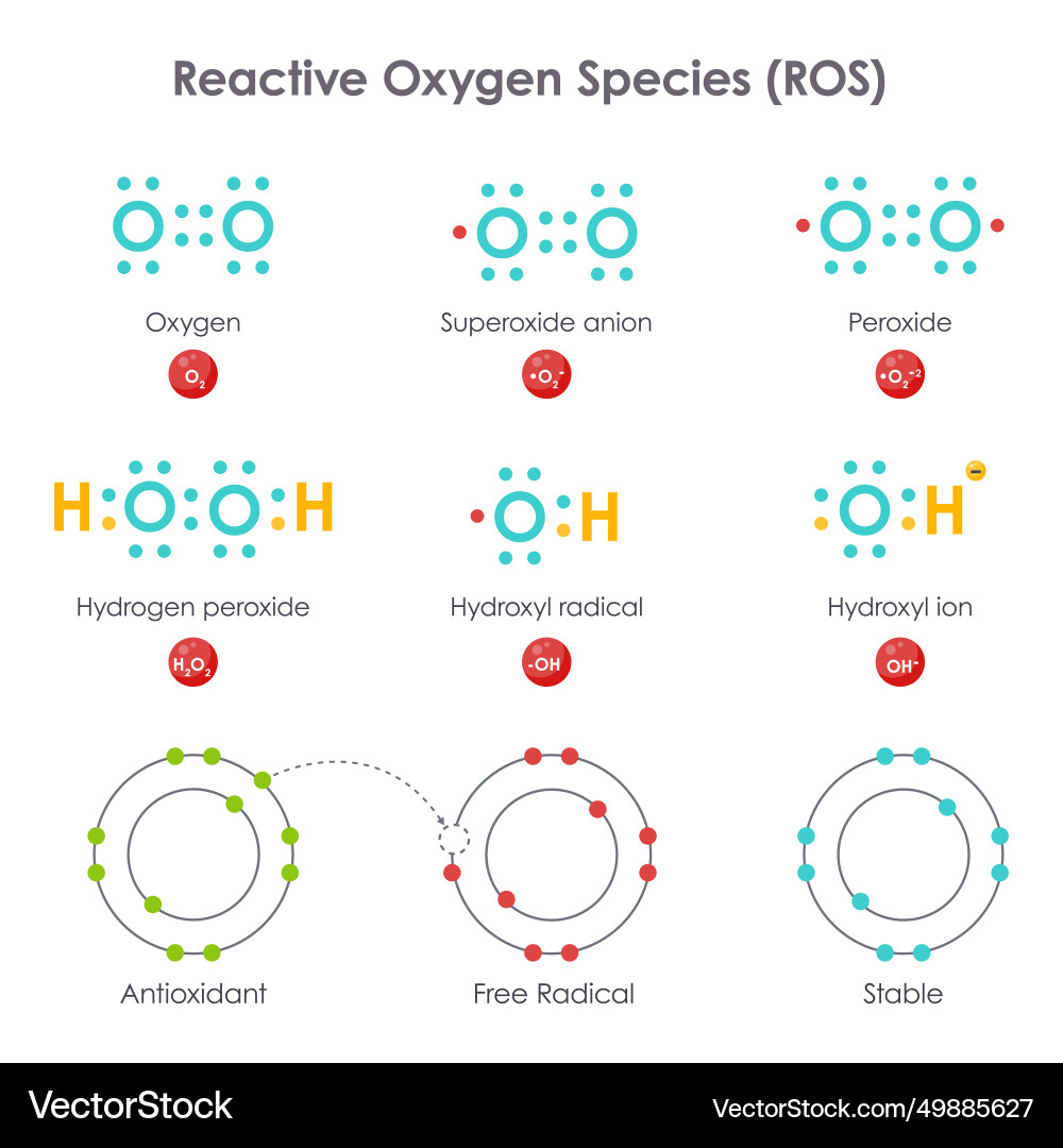 Reactive oxygen species vector images 89 