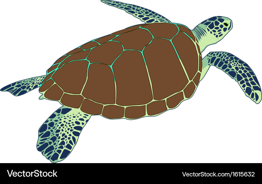 Sea turtle Royalty Free Vector Image - VectorStock