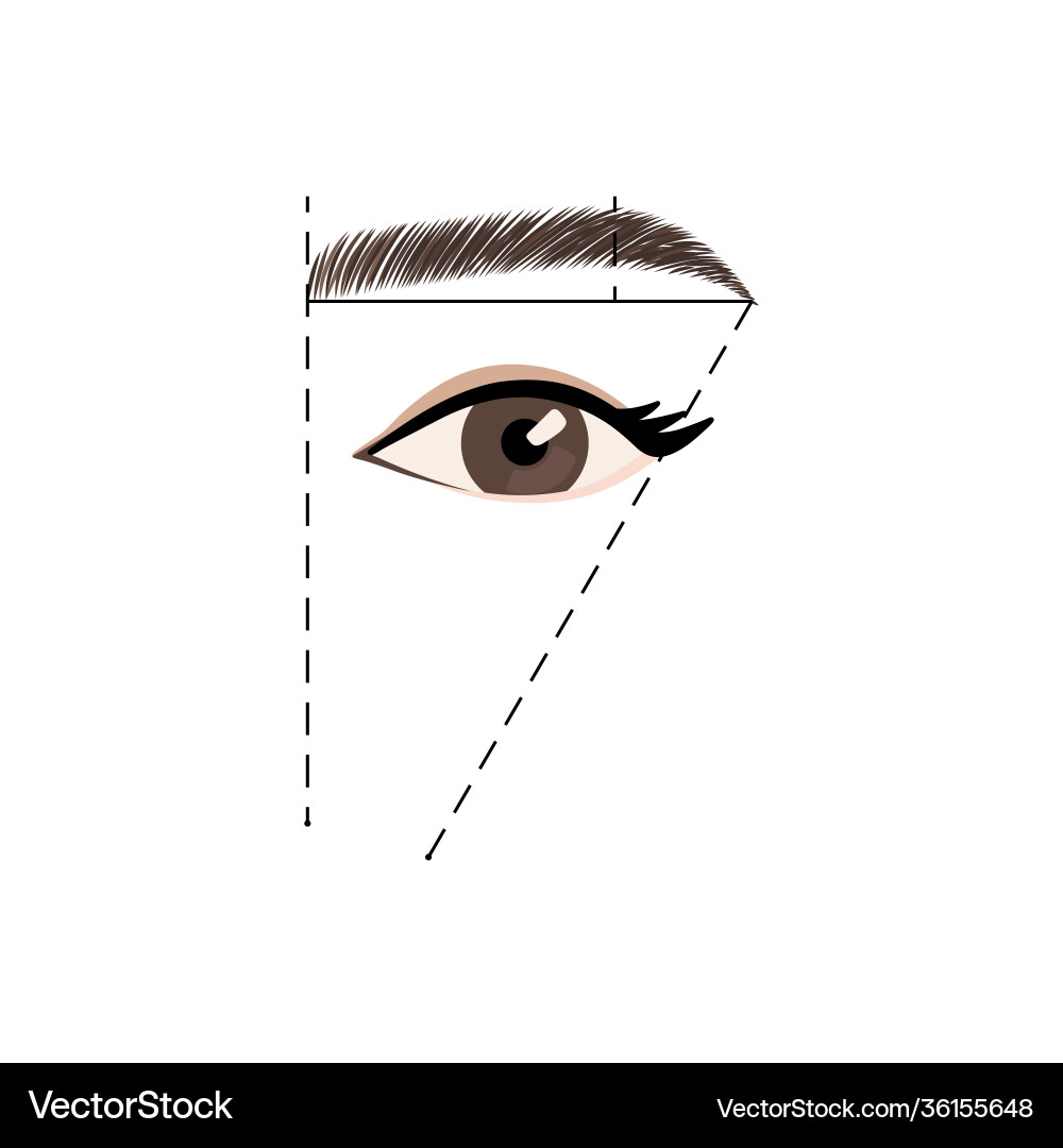 Perfect eyebrow shape tutorial template Perfect eyebrow shape tutorial template Vector Image