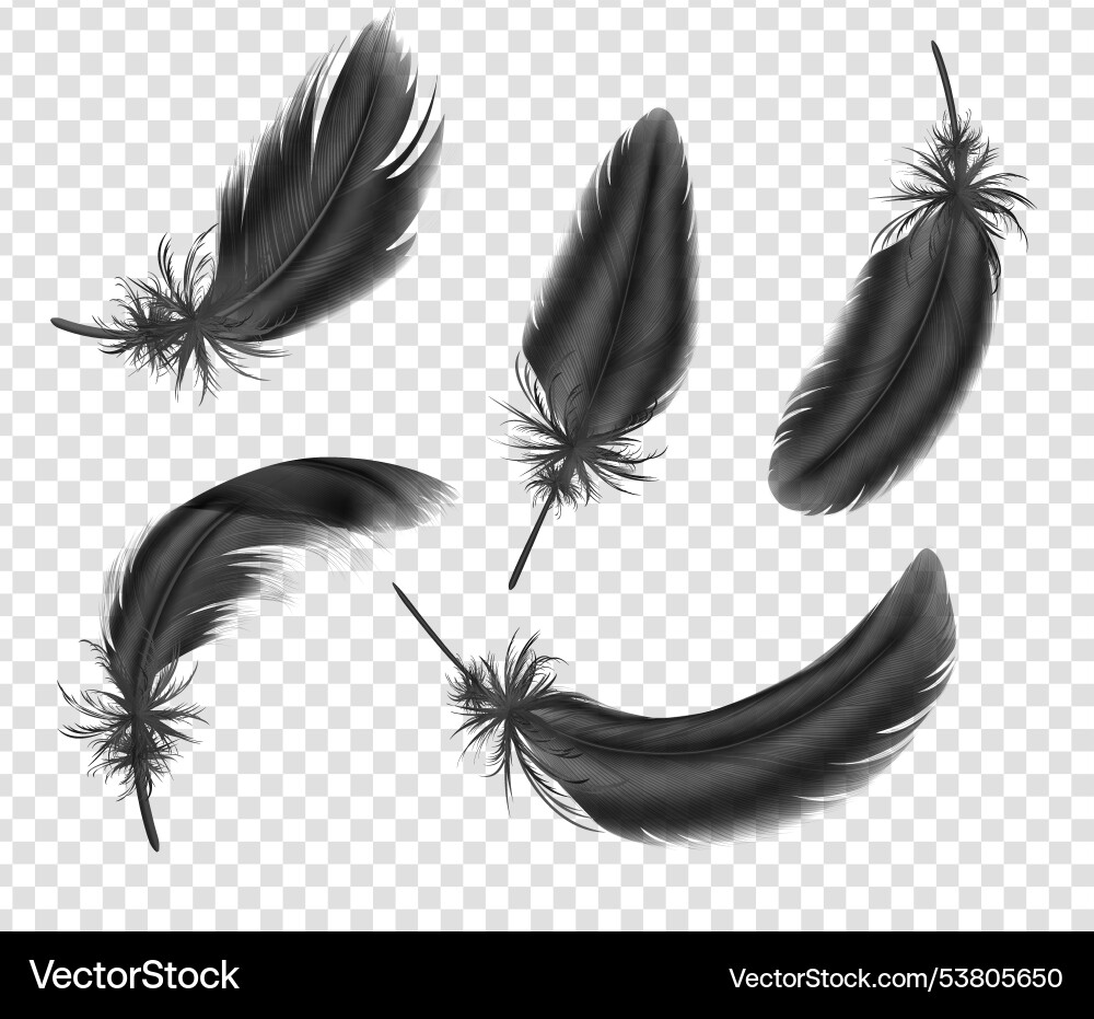 Feathers set in realistic style Vector Image