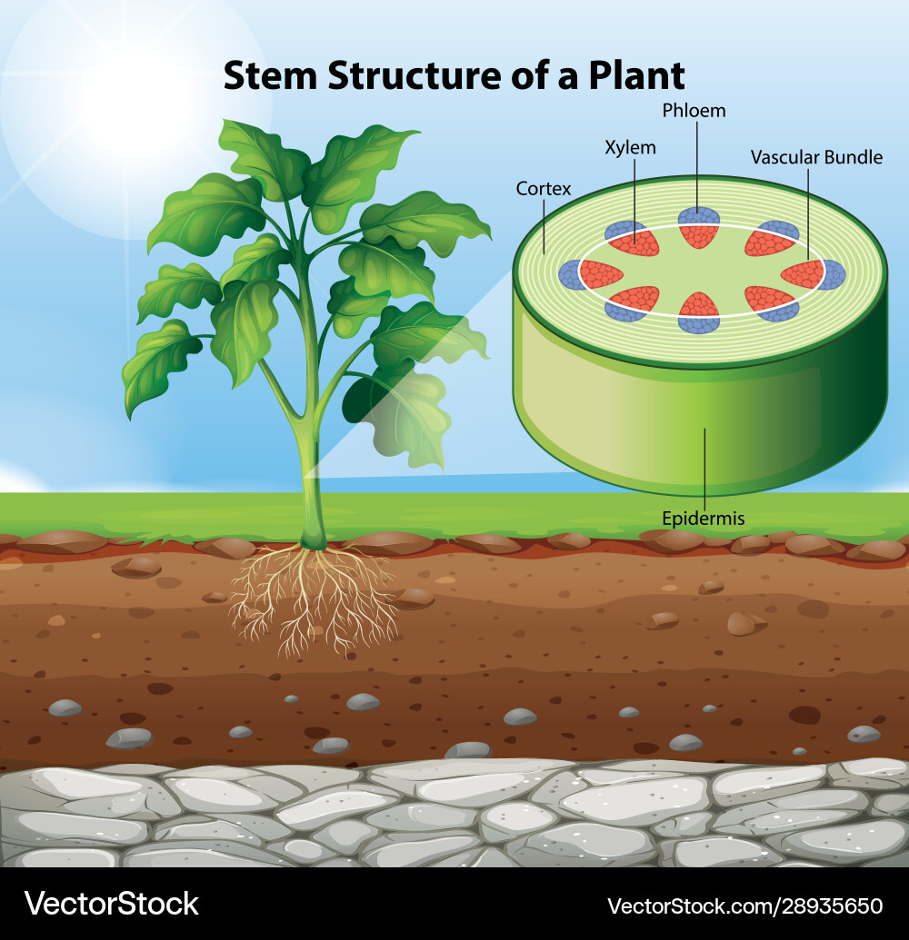 Plant Stem Anatomy Diagram – Royalty-Free Vector | VectorStock, image size:1000x1035