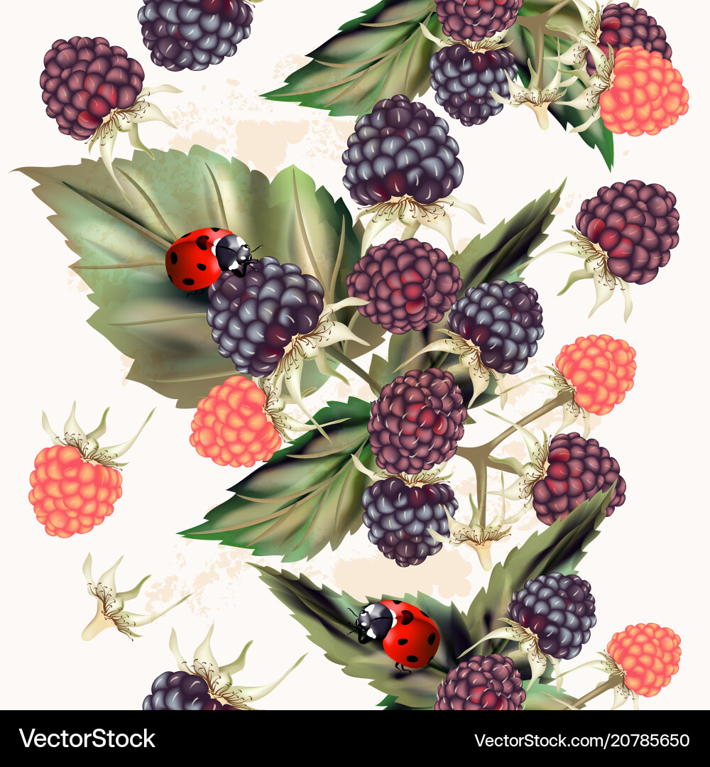 Raspberry Seamless Pattern vector image