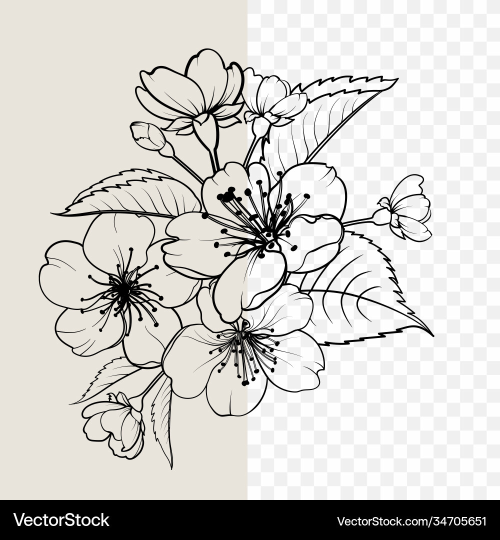 Sakura Blossom Sketch Vector Image
