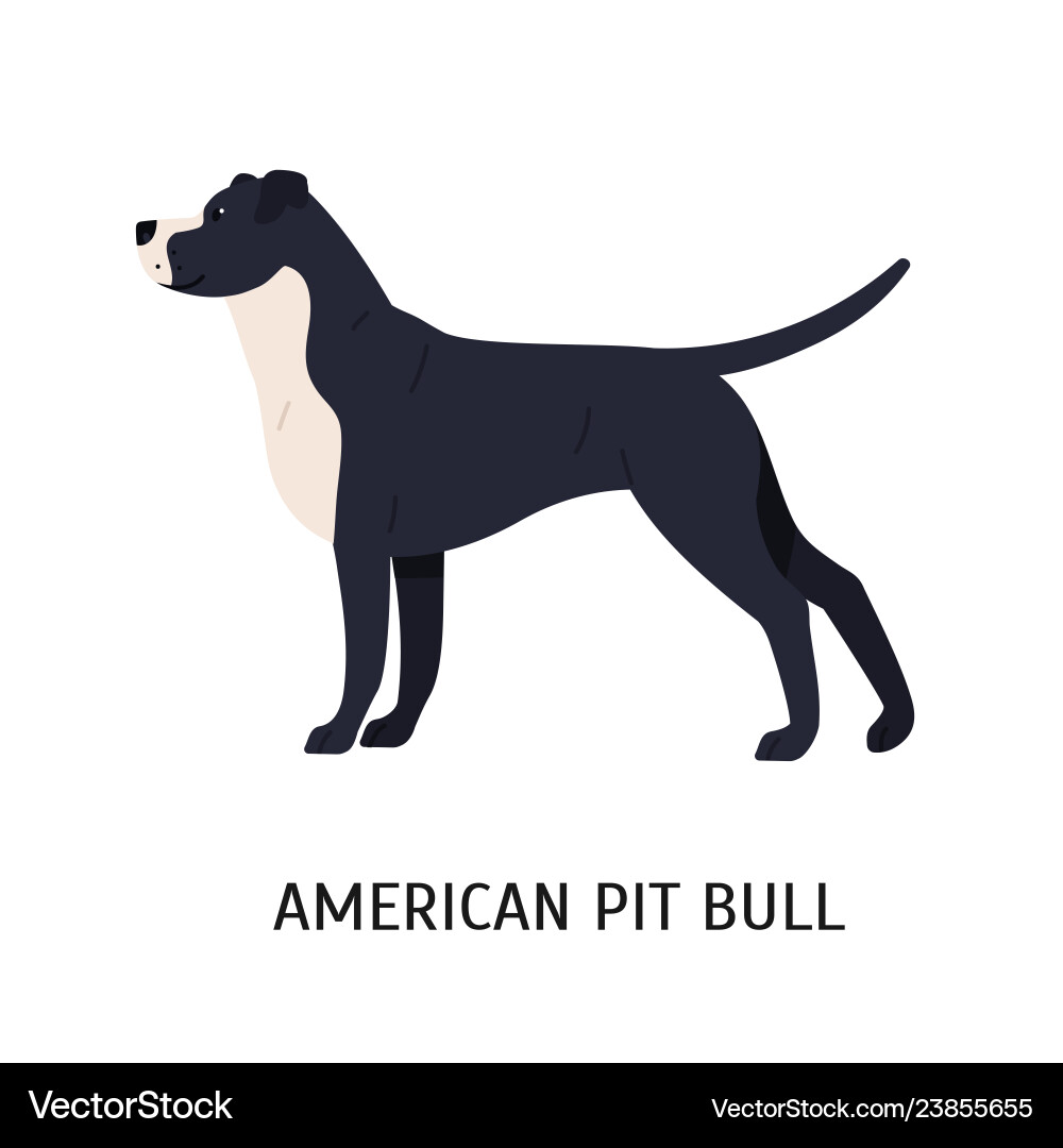 American Pit Bull Terrier - Cute Dog Vector Image