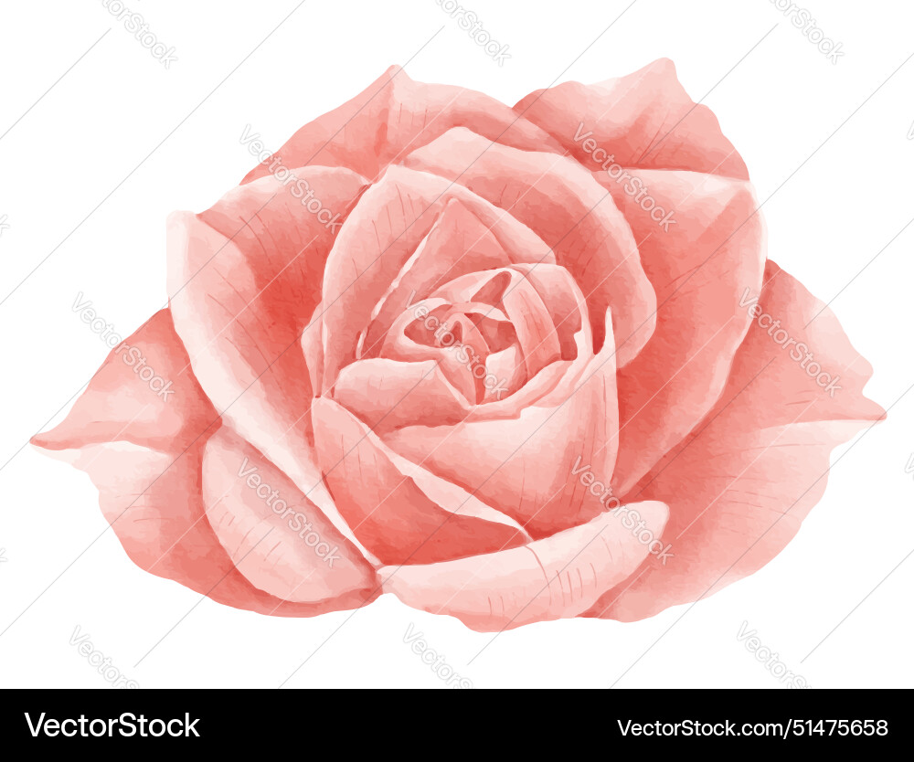 Rose flower watercolor floral Royalty Free Vector Image