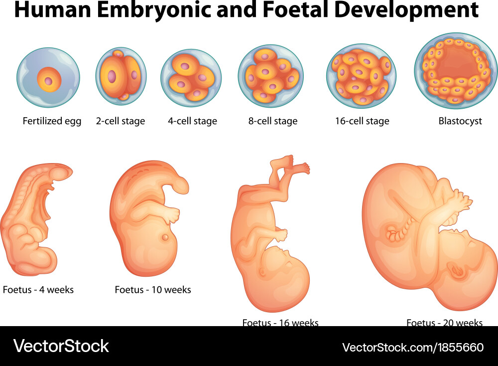 Stages in human embryonic development Royalty Free Vector