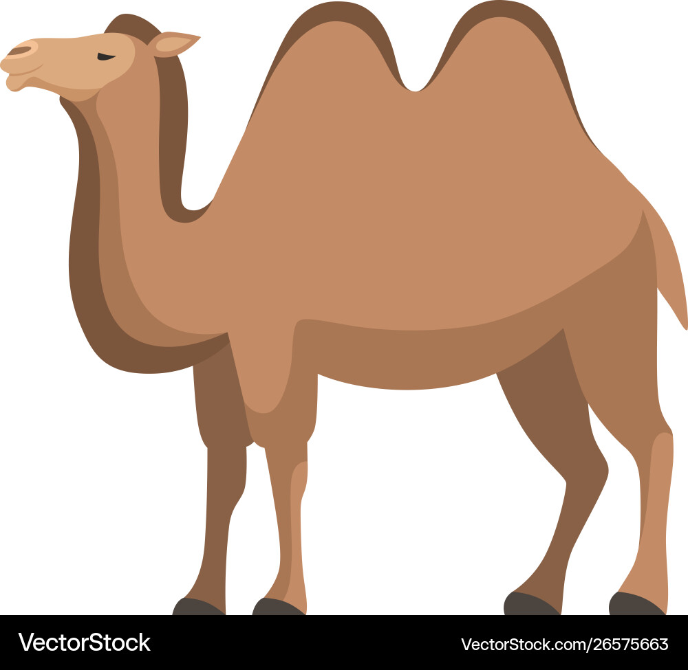 humped Camel two humped desert animal side view Vector Image