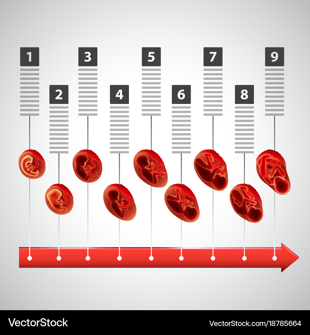 Pregnancy infographics with red arrow and fetus Vector Image