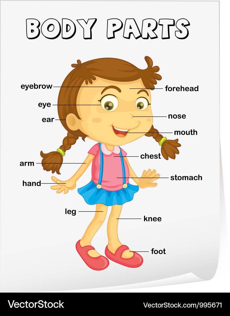 Human Body Diagram for Kids Vector Image