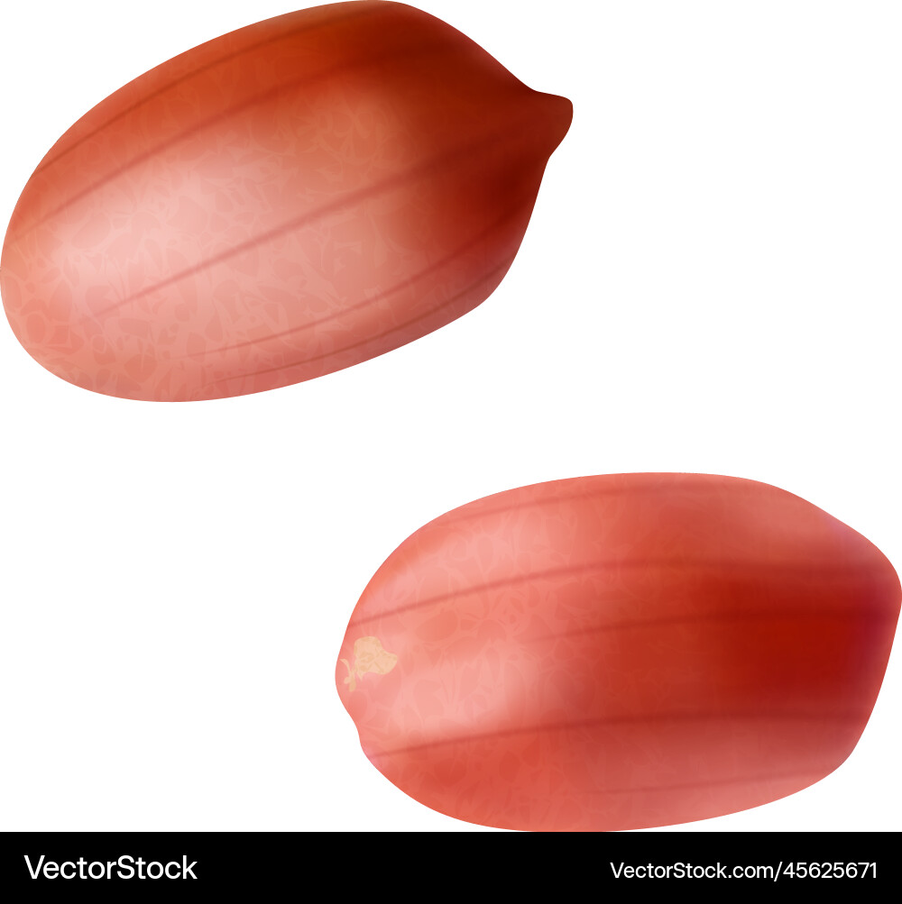 Peanut red shell composition Vector Image