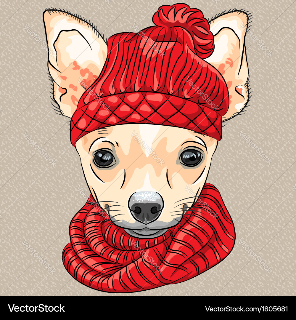 Chihuahua Hund in gestrickter Mütze und Schal Vektorbild