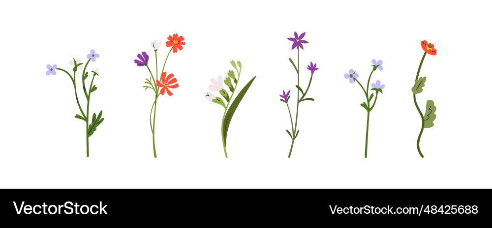 Field flowers stems blooms set delicate gentle Field flowers stems blooms set delicate gentle vector image