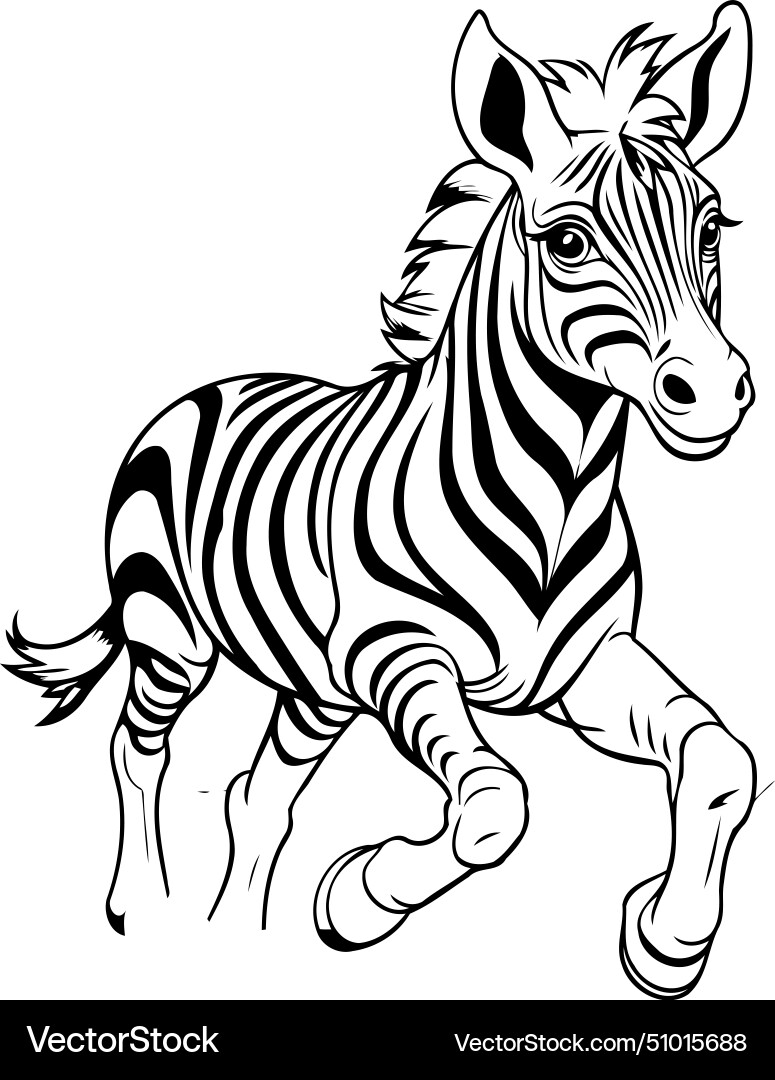 Zebra running in the field Vector Image