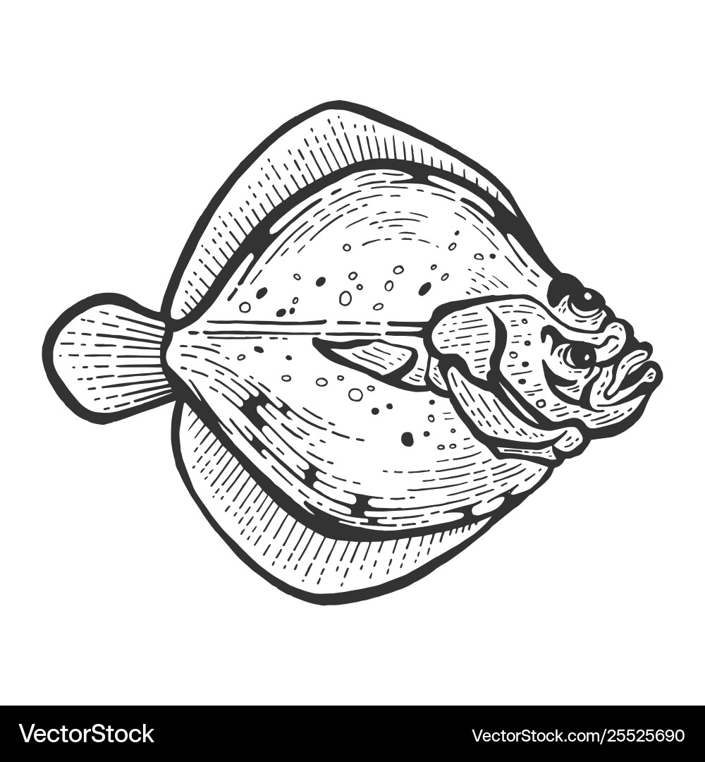 Scratchboard Flounder Sketch Vector Image