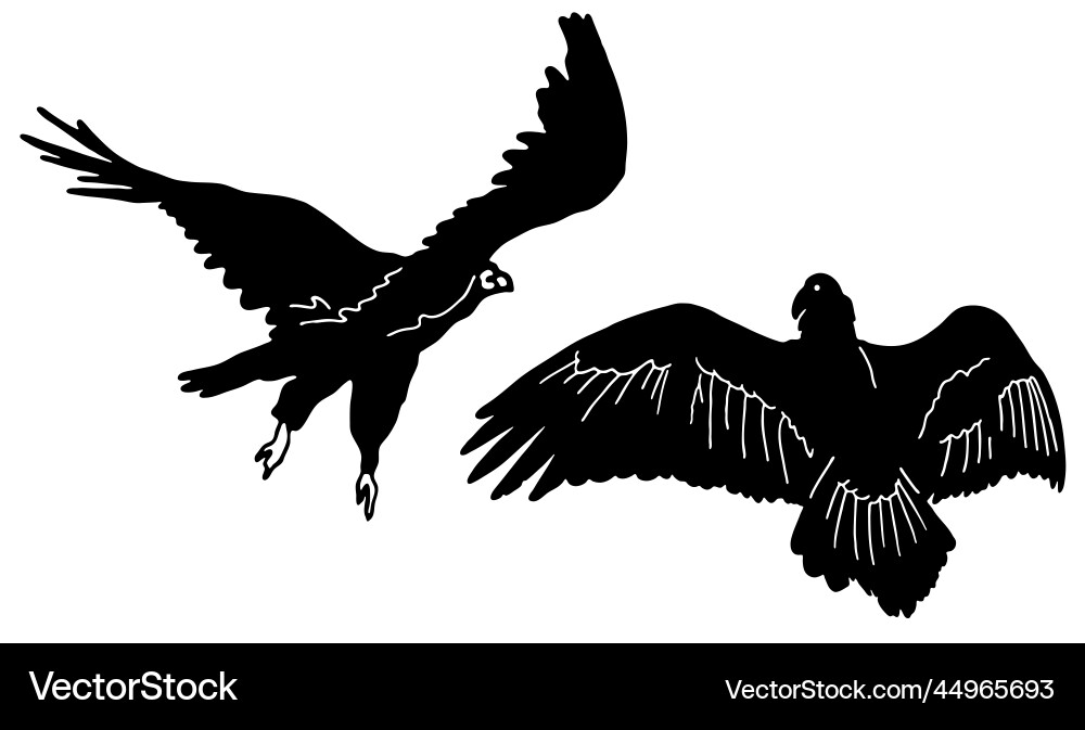 Two set of buzzard silhouette common bird Vector Image