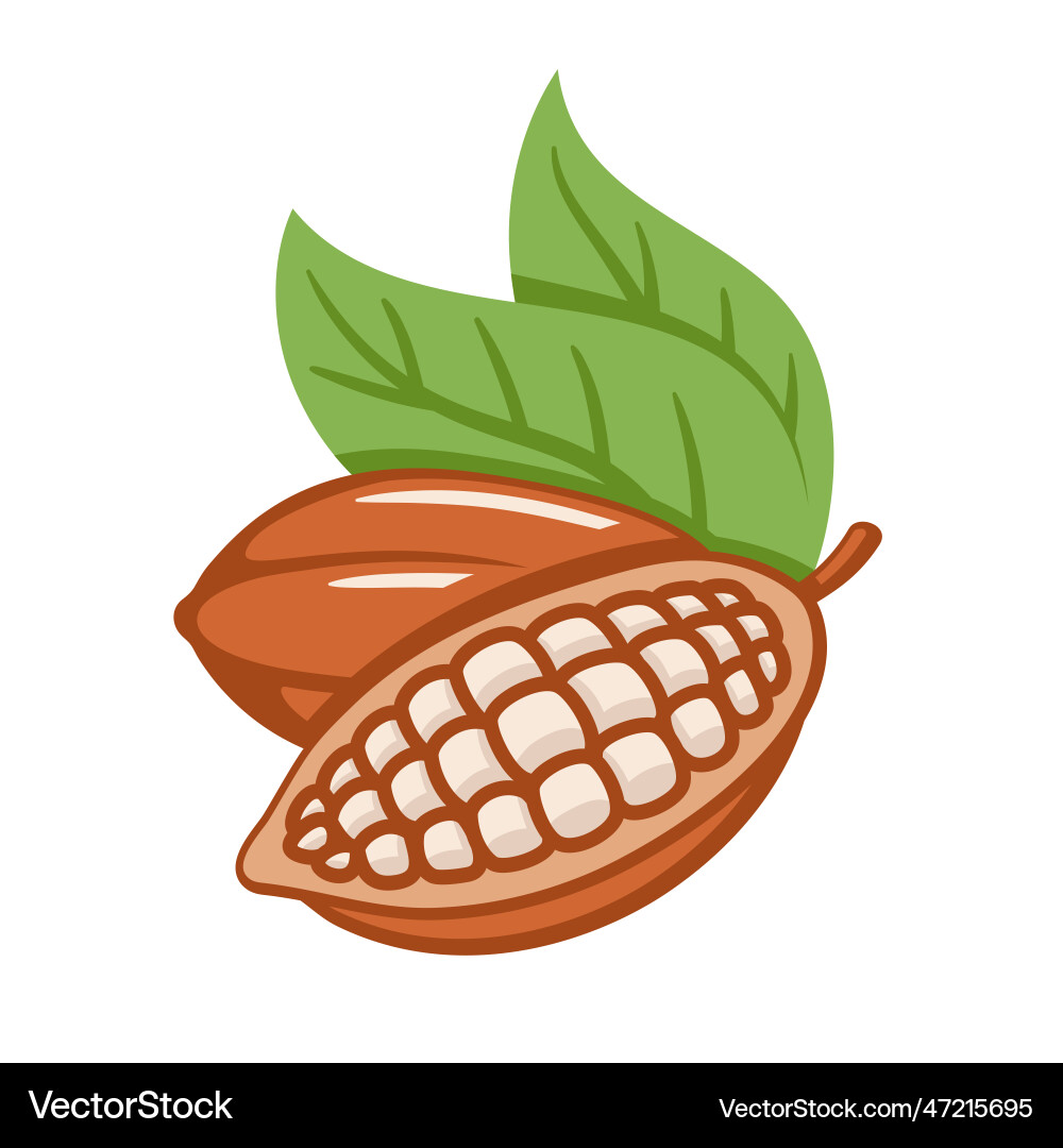 Cocoa beans isolated on white background Vector Image
